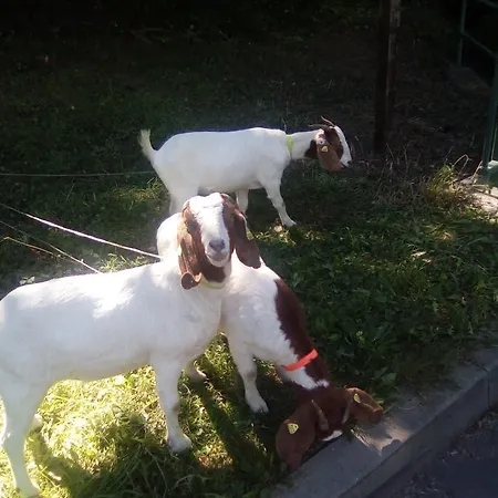 & Linkemuehle בית הארחה