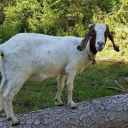 & Linkemuehle בית הארחה
