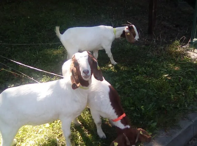 & Linkemuehle 게스트하우스