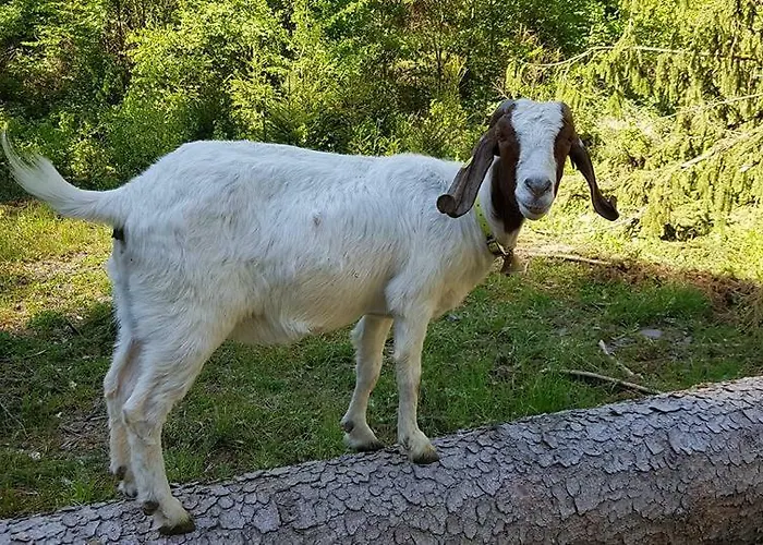 & Linkemuehle 게스트하우스